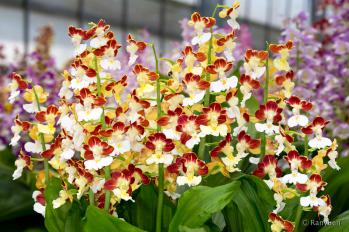 エビネ 蘭裕園 Ranyuen