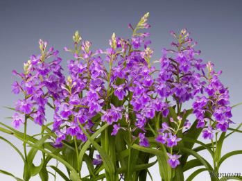 アワチドリ・夢ちどり 蘭裕園 Ranyuen