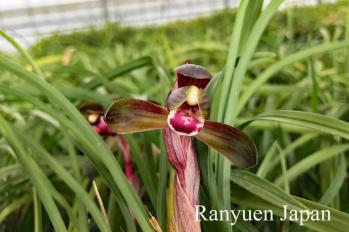 春蘭 蘭裕園 Ranyuen