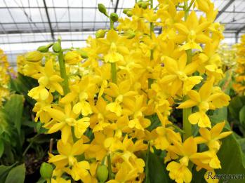 エビネ 蘭裕園 Ranyuen