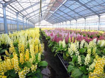 エビネ 蘭裕園 Ranyuen