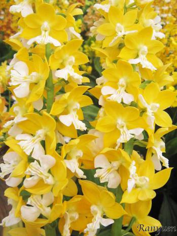 エビネ 蘭裕園 Ranyuen