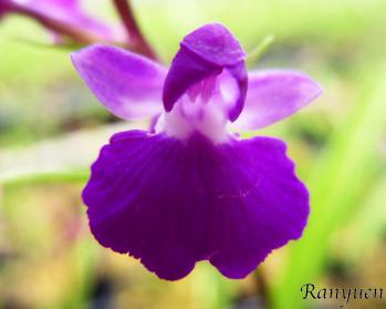 アワチドリ・夢ちどり 蘭裕園 Ranyuen