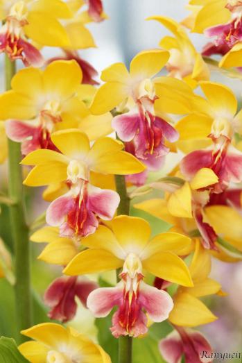 エビネ 蘭裕園 Ranyuen