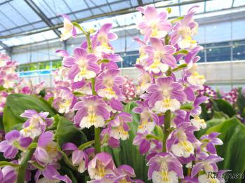 エビネ 蘭裕園 Ranyuen