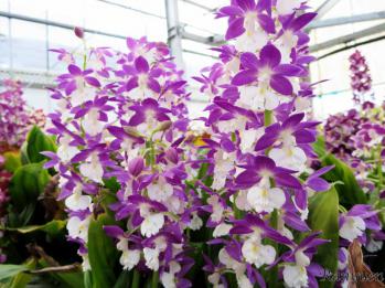 エビネ 蘭裕園 Ranyuen