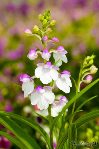 アワチドリ・夢ちどり 蘭裕園 Ranyuen