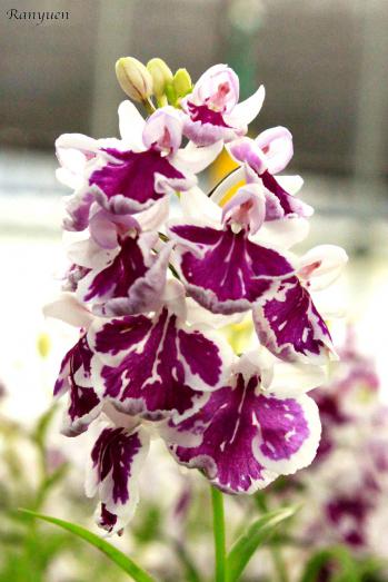 アワチドリ・夢ちどり 蘭裕園 Ranyuen