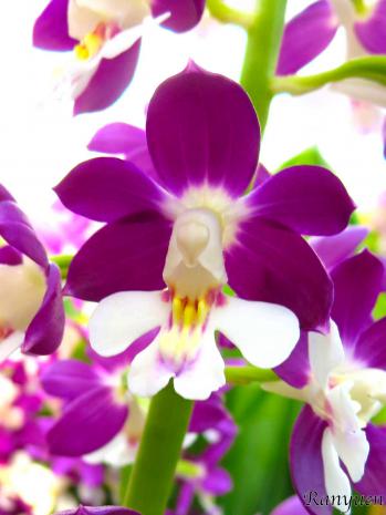 エビネ 蘭裕園 Ranyuen