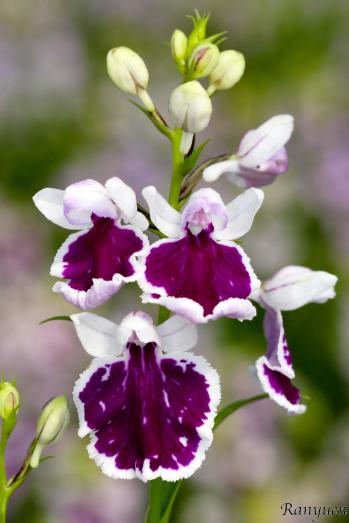 アワチドリ・夢ちどり 蘭裕園 Ranyuen
