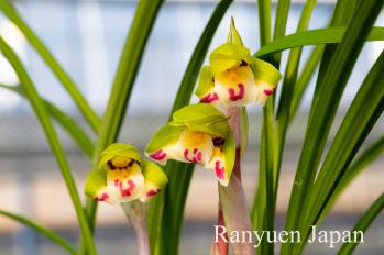 春蘭 蘭裕園 Ranyuen