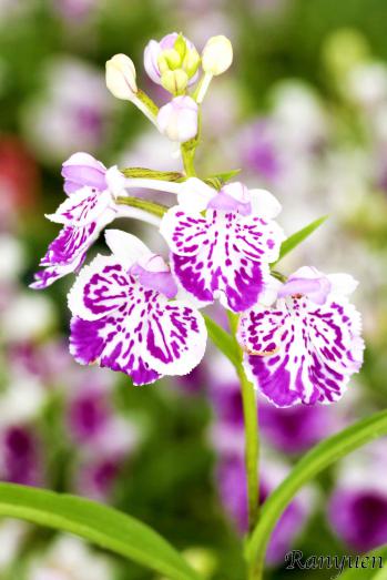 アワチドリ・夢ちどり 蘭裕園 Ranyuen