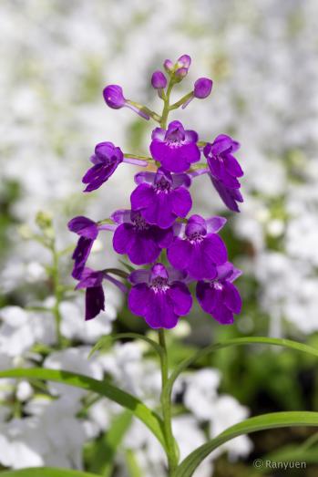 アワチドリ・夢ちどり 蘭裕園 Ranyuen