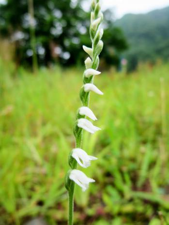 ネジバナ 蘭裕園 Ranyuen