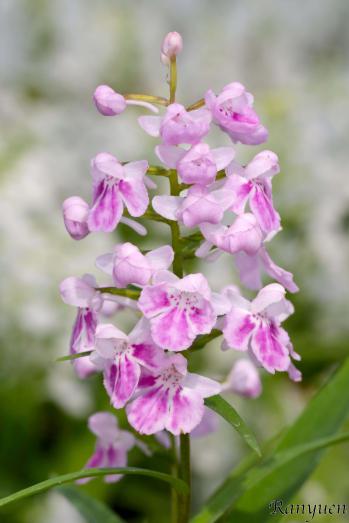 アワチドリ・夢ちどり 蘭裕園 Ranyuen