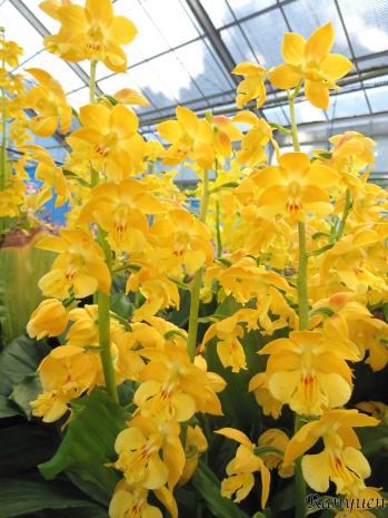 エビネ 蘭裕園 Ranyuen