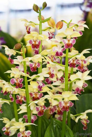 エビネ 蘭裕園 Ranyuen