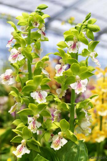 Calanthe Ranyuen