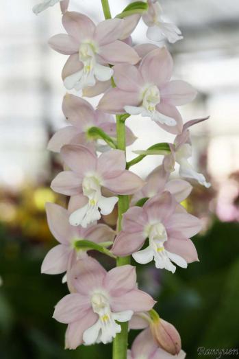 エビネ 蘭裕園 Ranyuen