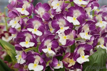 エビネ 蘭裕園 Ranyuen