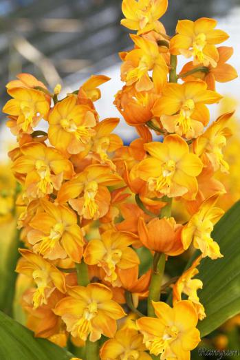 エビネ 蘭裕園 Ranyuen