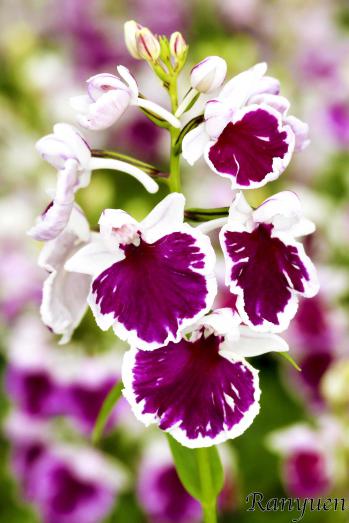 アワチドリ・夢ちどり 蘭裕園 Ranyuen