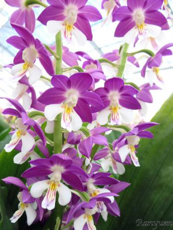 エビネ 蘭裕園 Ranyuen