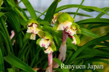 春蘭 蘭裕園 Ranyuen