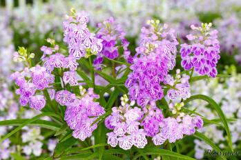 アワチドリ・夢ちどり 蘭裕園 Ranyuen