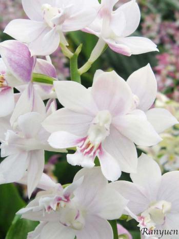 エビネ 蘭裕園 Ranyuen