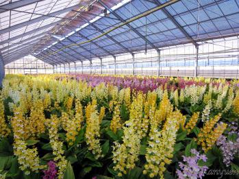 エビネ 蘭裕園 Ranyuen