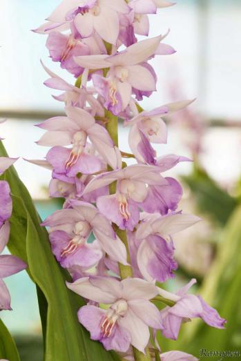 エビネ 蘭裕園 Ranyuen