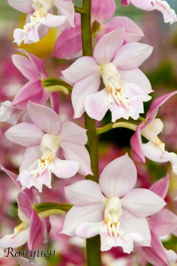 エビネ 蘭裕園 Ranyuen