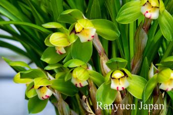 春蘭 蘭裕園 Ranyuen