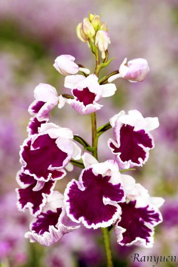 アワチドリ・夢ちどり 蘭裕園 Ranyuen