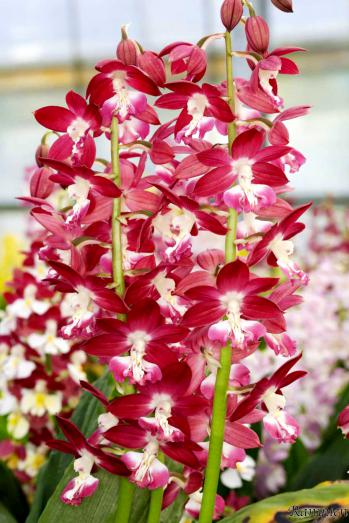 エビネ 蘭裕園 Ranyuen