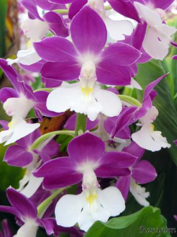 エビネ 蘭裕園 Ranyuen