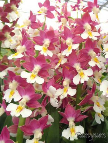 エビネ 蘭裕園 Ranyuen