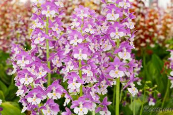 エビネ 蘭裕園 Ranyuen