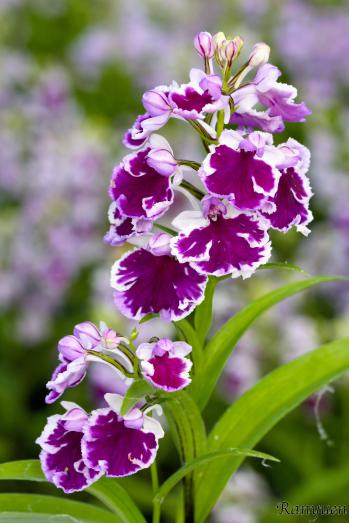 アワチドリ・夢ちどり 蘭裕園 Ranyuen