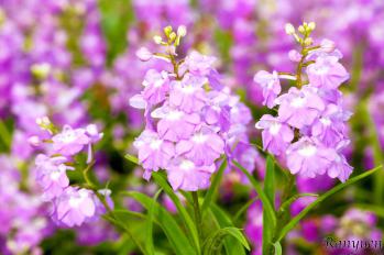 アワチドリ・夢ちどり 蘭裕園 Ranyuen