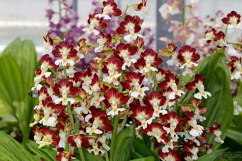 エビネ 蘭裕園 Ranyuen