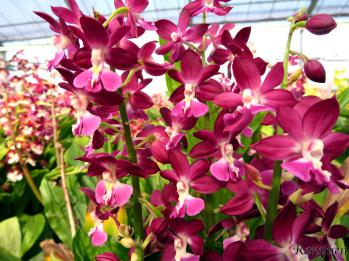 エビネ 蘭裕園 Ranyuen