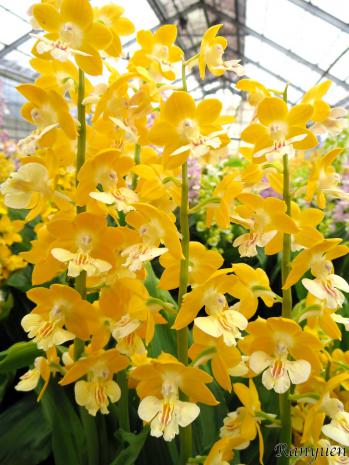 エビネ 蘭裕園 Ranyuen