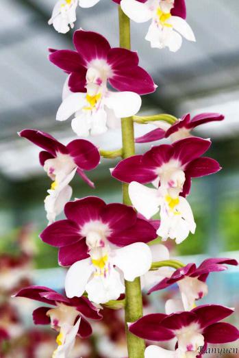 エビネ 蘭裕園 Ranyuen