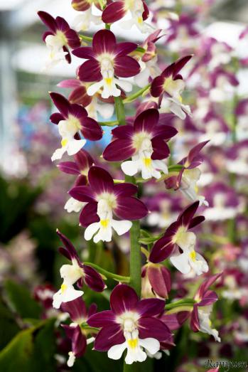 エビネ 蘭裕園 Ranyuen