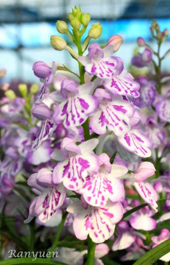 アワチドリ・夢ちどり 蘭裕園 Ranyuen