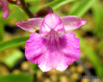 アワチドリ・夢ちどり 蘭裕園 Ranyuen