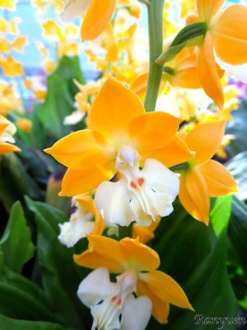 エビネ 蘭裕園 Ranyuen