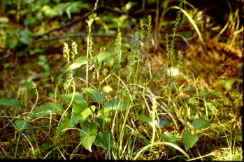 ニラバラン 蘭裕園 Ranyuen